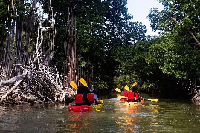 Bio Bay Night Kayak Tour in Fajardo - Who will enjoy this Fajardo night tour
