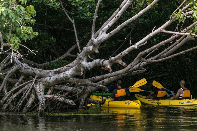 Bio Bay Night Kayaking | Laguna Grande, Fajardo - Meeting at Las Croabas in Fajardo