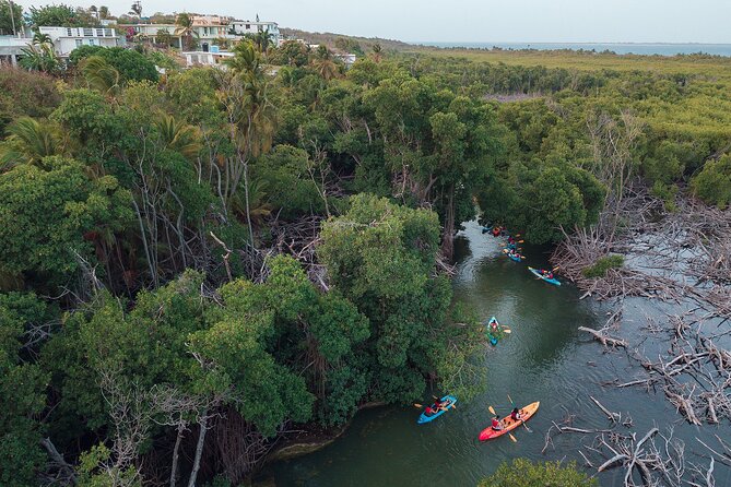 Bioluminescent Bay Night Kayaking Adventure in Puerto Rico - Who will enjoy this night on the water