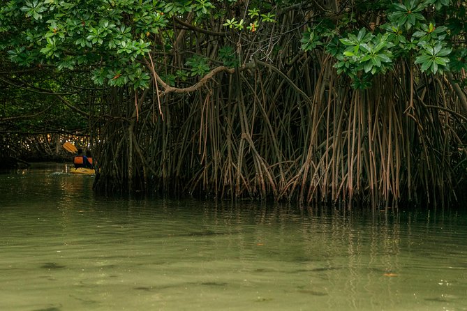 Bioluminescent Bay Night Kayaking, Fajardo - The guides shape the evening