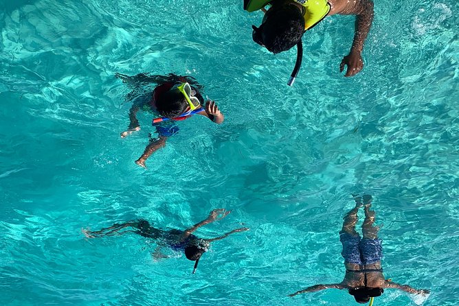 Bluefinn242 Swim with the Turtles in Nassau Bahamas - Key points to know before you book