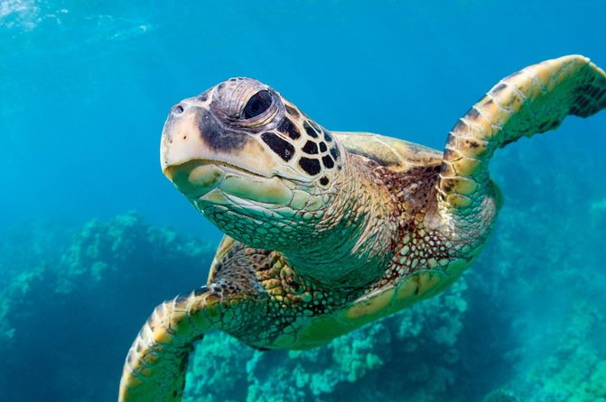 Bluefinn242 Swim with the Turtles in Nassau Bahamas - Green Cay is the reason to go