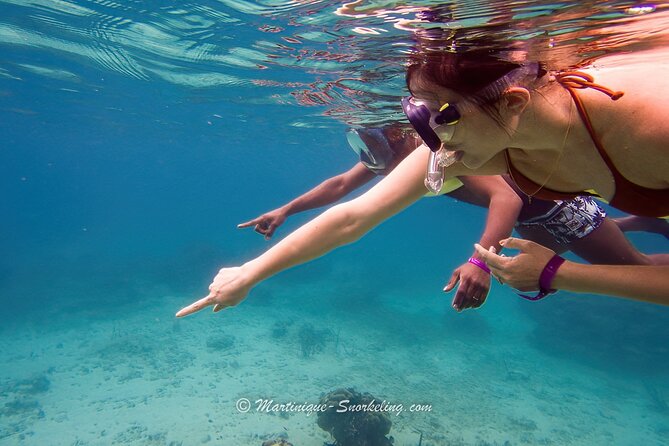 Boat Trip for Snorkeling Discovery of Corals - From La Marina du Marin to the reef