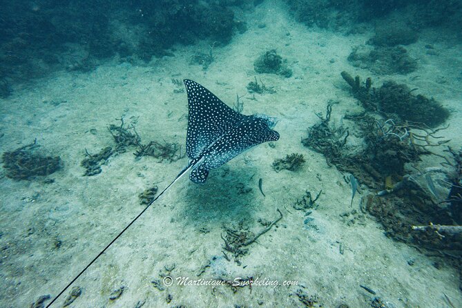 Boat Trip for Snorkeling Discovery of Corals - How the small group affects your morning