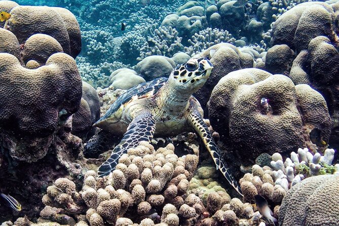 Boat Trip for Snorkeling Discovery of Corals - The aperitif and the social finish