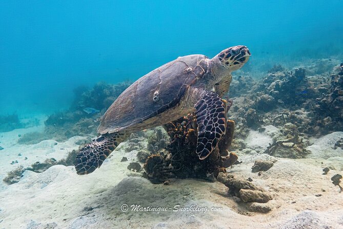 Boat Trip for Snorkeling Discovery of Corals - Why Stéphane changes the feel of the outing