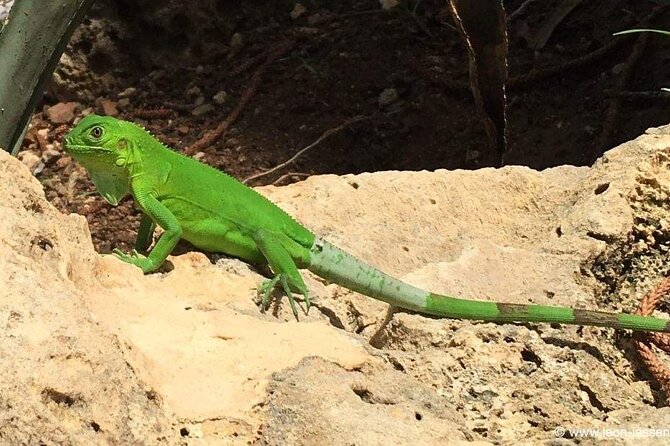 Bonaire Essentials Island Tour - The guides make the difference