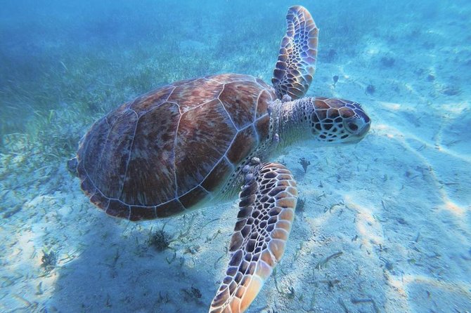 Boomerang’s Best of Anguilla: Swim with Turtles Adventure - Meads Bay: an easy final beach stop
