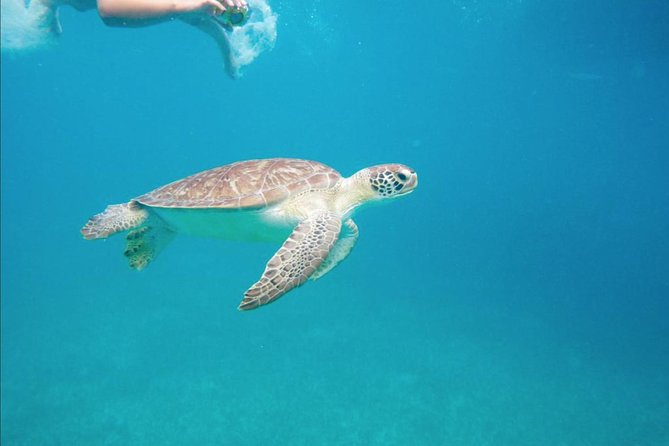 Boomerang's Best of St. Martin/Maarten: Swim with Turtles - Starting at Simpson Bay at 10 a.m.