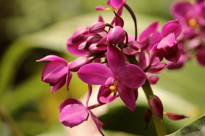 Breathtaking Wonders - Harrisons Cave and Hunte's Gardens - Should you book it?