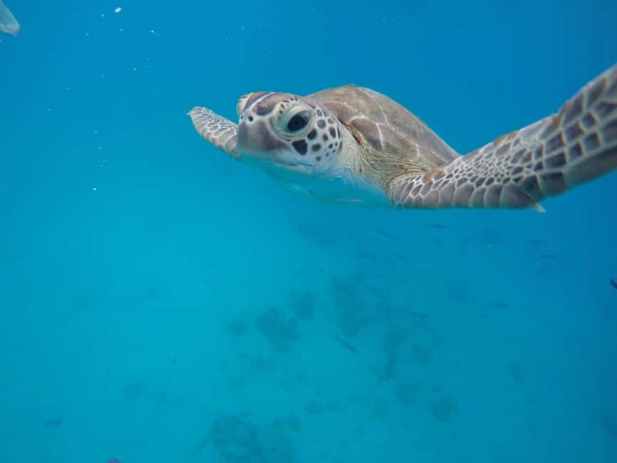 Bridgetown: Wildlife Reserve & Carlisle Bay Tour with Cruise - Key points to know before booking
