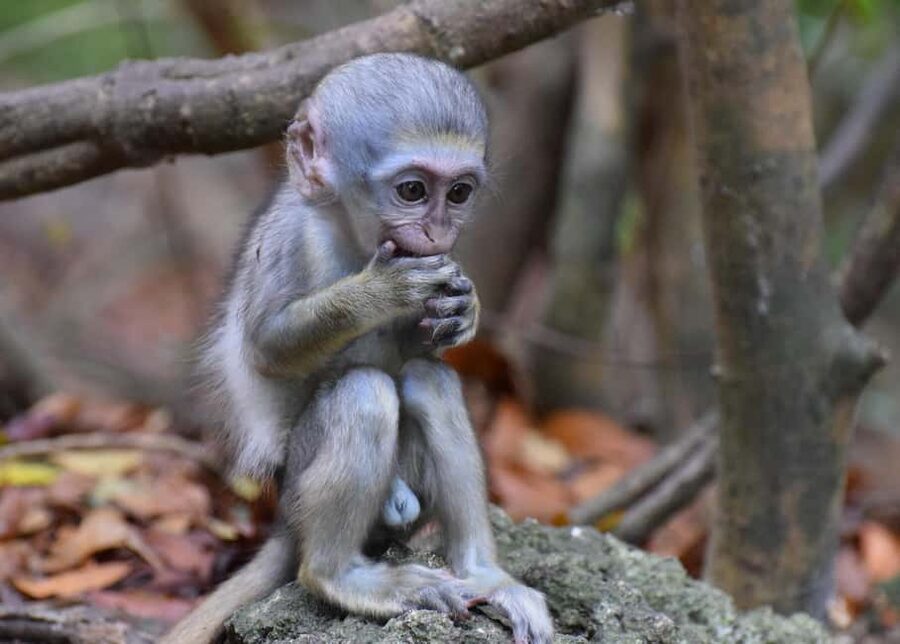 Bridgetown: Wildlife Reserve & Carlisle Bay Tour with Cruise - The Wildlife Reserve and its monkeys