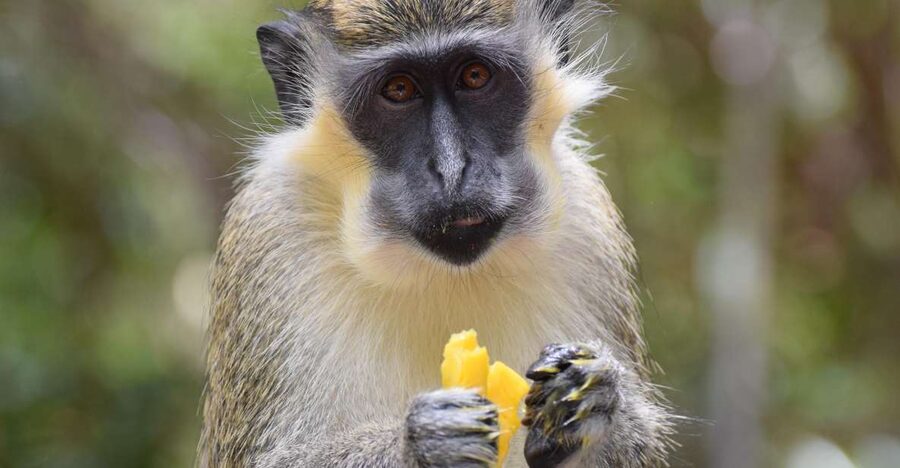 Bridgetown: Wildlife Reserve & Carlisle Bay Tour with Cruise - Who should book this outing?