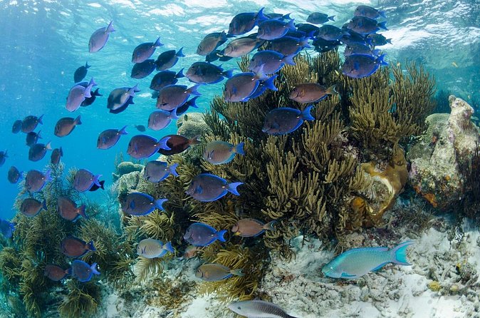 Brunch & Snorkel Catamaran Tour - Time to swim, rest, or stay dry