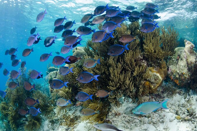 Brunch & Snorkel Catamaran Tour - Weather, cancellation, and planning concerns