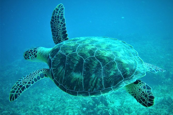 CAPTAIN ALAN'S 4hr -3 Islands-snorkeling-turtles-beach ADVENTURE - Key points to know before booking