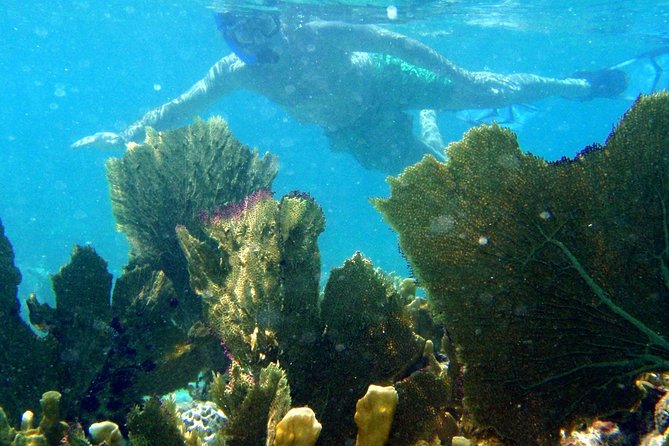 CAPTAIN ALAN'S 4hr -3 Islands-snorkeling-turtles-beach ADVENTURE - A small boat with a family-run feel