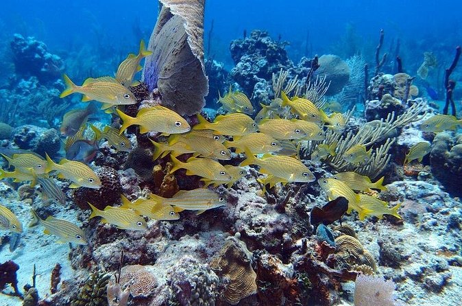 Catalina Island Snorkel Excursion from Punta Cana - Snorkeling at The Wall