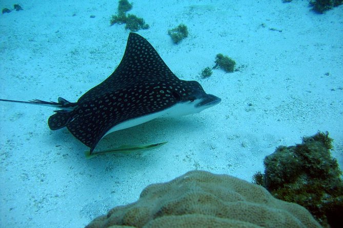Catalina Island - Snorkeling tour on a luxury catamaran - Who will enjoy this outing most?