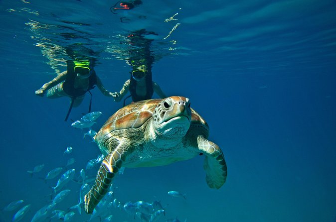 Catamaran and Snorkeling Cruise At Carlisle Bay - The booking warning you should take seriously
