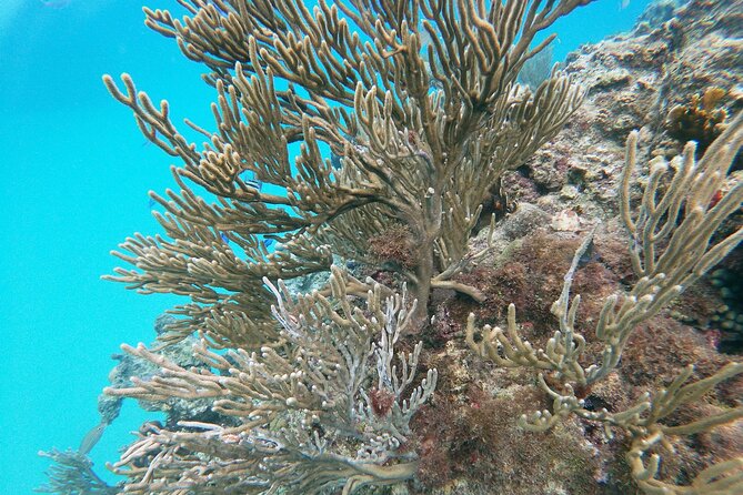 Catamaran Party Cruise with Snorkeling & BBQ - Two snorkeling stops near Sosua