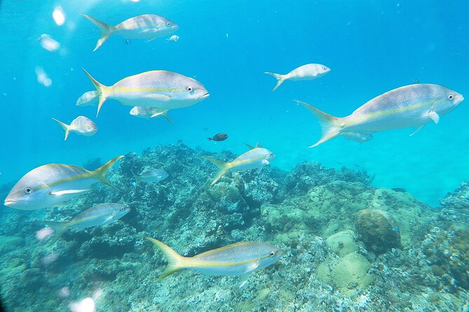 Catamaran Party Cruise with Snorkeling & BBQ - Food, drinks, and the party setup