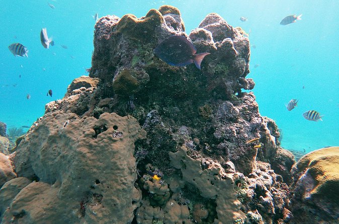 Catamaran Party Cruise with Snorkeling & BBQ - Who should book this excursion?