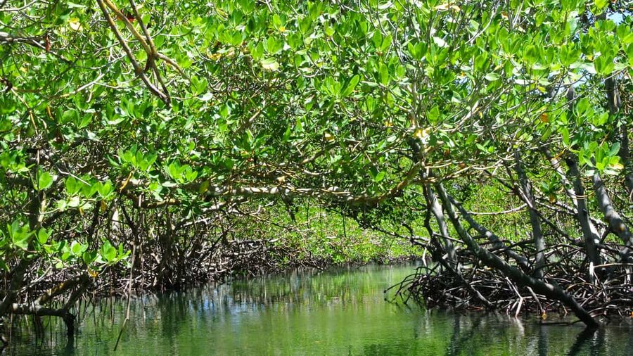 Cayo Arena: Paradise Island and Mangroves Tour - A local market and the return journey