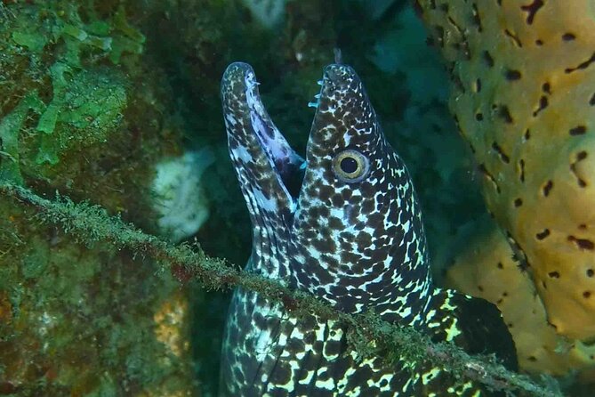 Champagne Reef, Bubble Beach and Scotts Head Snorkeling tour by boat in Dominica - Why Champagne Reef is worth your afternoon