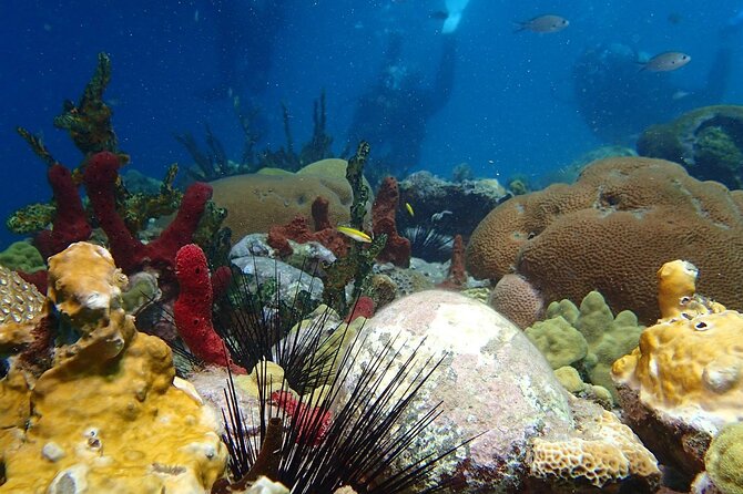 Champagne Reef, Bubble Beach and Scotts Head Snorkeling tour by boat in Dominica - Wildlife sightings are a bonus, not a promise