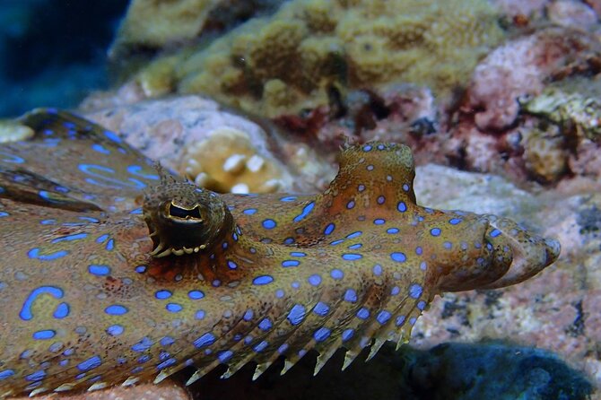 Champagne Reef, Bubble Beach and Scotts Head Snorkeling tour by boat in Dominica - Bubble Beach is more than a rest stop