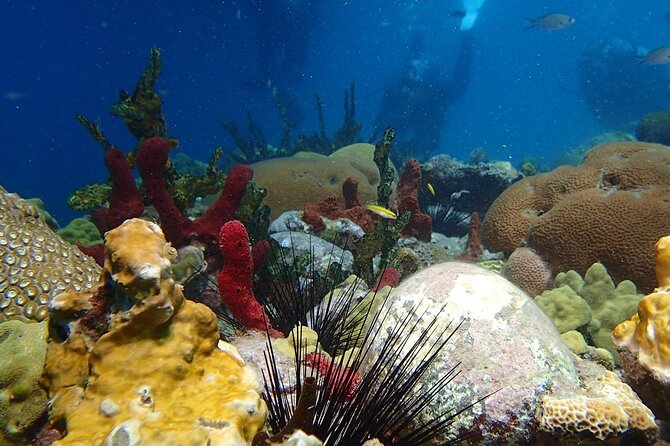 Champagne Reef Snorkeling Tour at volcanic hot Bubbles Dominica - Why Champagne Reef Feels Different