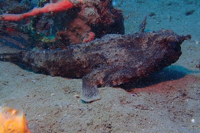 Champagne Reef Snorkeling Tour at volcanic hot Bubbles Dominica - Meeting at Champagne Beach, Not the Cruise Pier