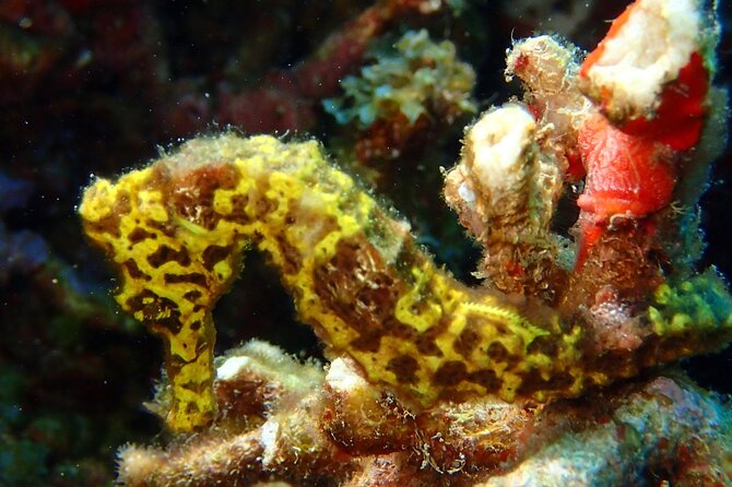 Champagne Reef Snorkeling Tour at volcanic hot Bubbles Dominica - What You Might See Beneath the Surface