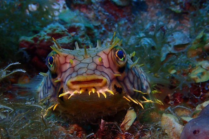 Champagne Reef Snorkeling Tour at volcanic hot Bubbles Dominica - Time to Stay at Champagne Beach