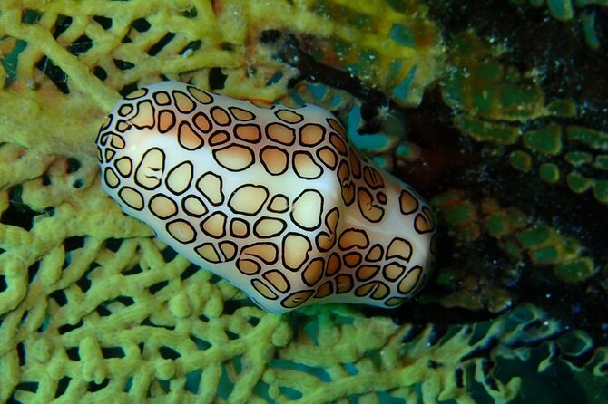 Champagne Reef Snorkeling Tour at volcanic hot Bubbles Dominica - Is $29 a Good Value?