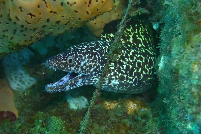 Champagne Reef Snorkeling Tour at volcanic hot Bubbles Dominica - Who Should Book This Snorkeling Tour?