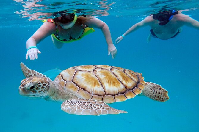Che’s snorkel cruise! turtles & shipwrecks (semi private) - Key points before you book