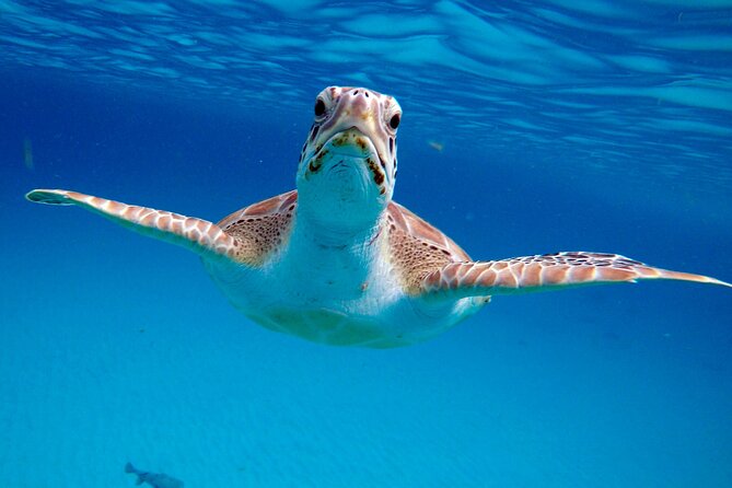 Che’s snorkel cruise! turtles & shipwrecks (semi private) - Why the early start matters in Barbados