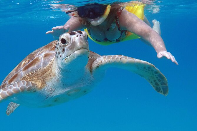 Che’s snorkel cruise! turtles & shipwrecks (semi private) - The second stop: three wrecks and a coral reef