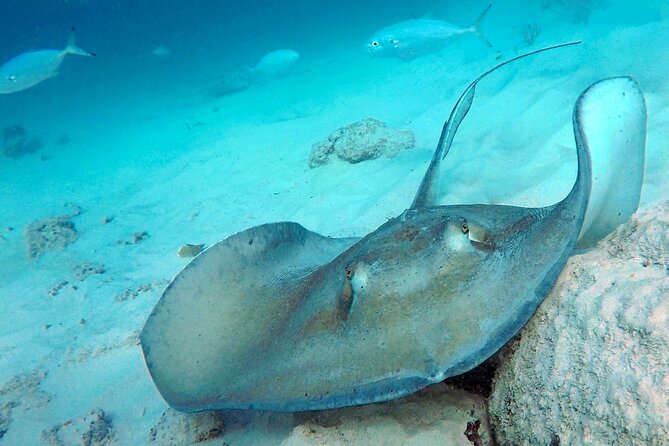 Che’s snorkel cruise! turtles & shipwrecks (semi private) - Safety, fitness, and comfort details