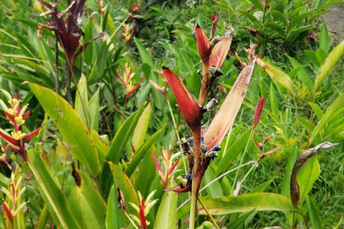 City Tour with Botanical Gardens, Trafalgar Falls & Morne Bruce - What the $70 price covers