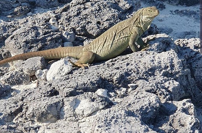 Clear Bottom Kayaks Mangrove and Iguana Tour - Who will enjoy this tour most
