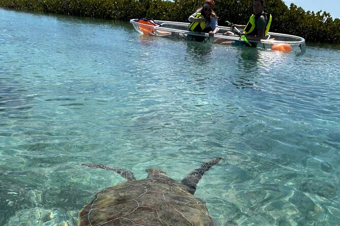 Clear Kayak Eco Tour Explore Mangroves and Meet the Turtles - Quick points before you book