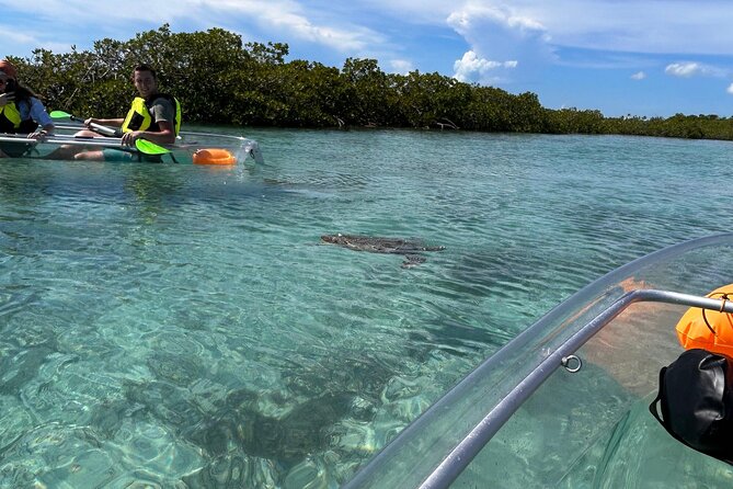 Clear Kayak Eco Tour Explore Mangroves and Meet the Turtles - Clear kayaks turn Mangrove Cay into an aquarium