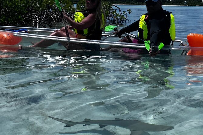 Clear Kayak Eco Tour Explore Mangroves and Meet the Turtles - Family appeal, with a few limits