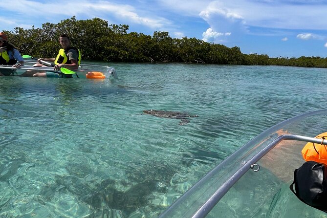 Clear Kayak Eco Tour Explore Mangroves and Meet the Turtles - What I like most, and what gives me pause