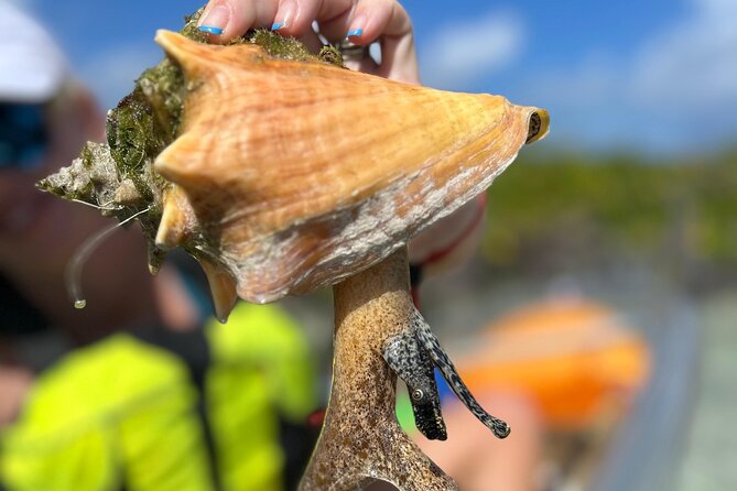 Clear Kayak Eco Tour Explore Mangroves and Meet the Turtles - Guides Joe, Jon, and Romeo make a difference