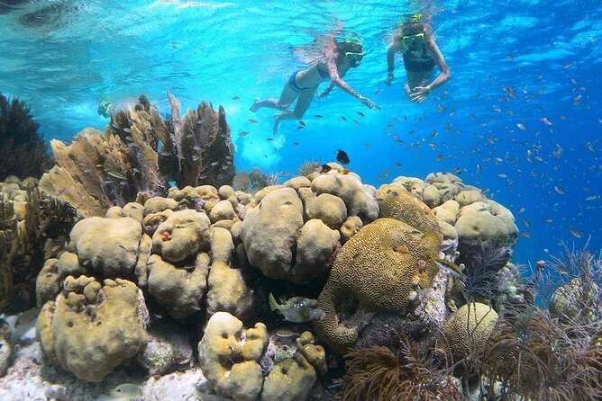 Clearbottom Mangrove Kayak & Snorkel tour - Why Lac Bay is the right place for a mangrove tour