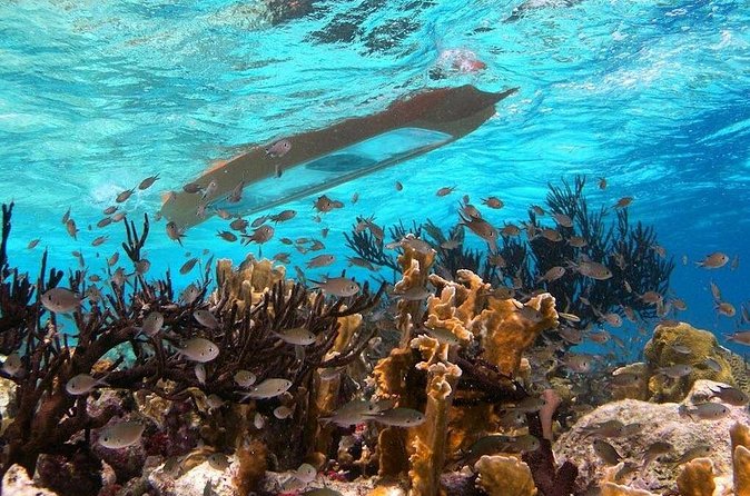 Clearbottom Mangrove Kayak & Snorkel tour - Entering the mangrove tunnels